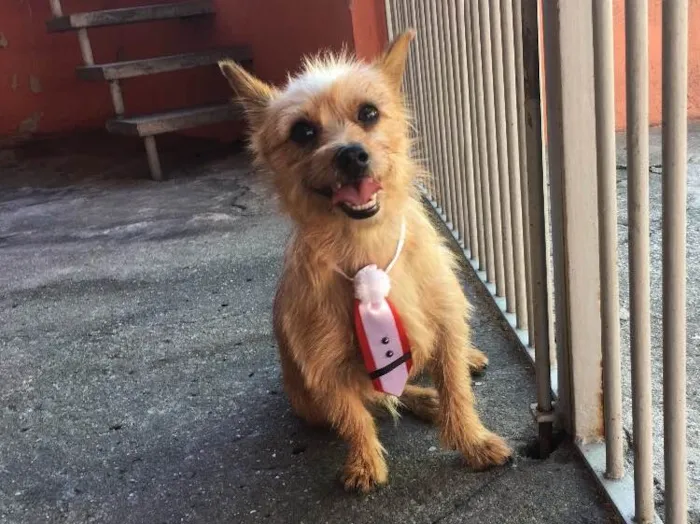 Cachorro ra a Yorkshire com Pintcher idade  nome Farofa