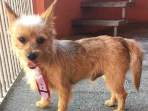 Cachorro raça Yorkshire com Pintcher idade  nome Farofa