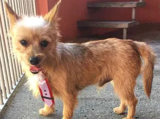 Cachorro ra a Yorkshire com Pintcher idade  nome Farofa