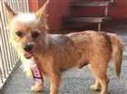 Cachorro raça Yorkshire com Pintcher idade  nome Farofa