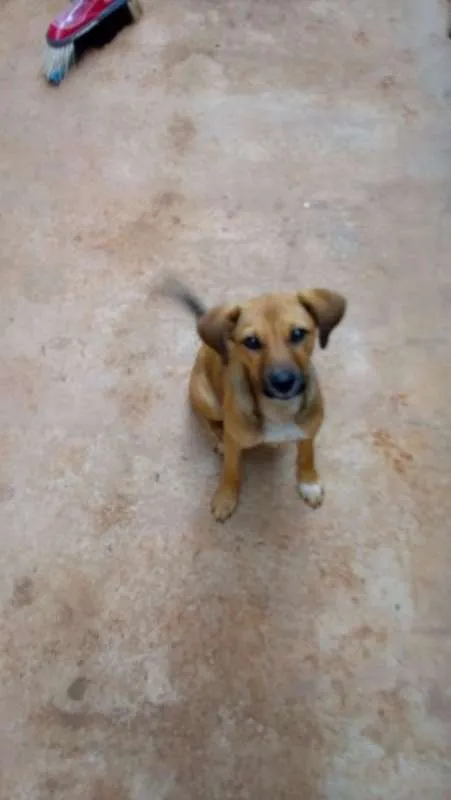 Cachorro ra a Fox Terrier idade 2 a 6 meses nome Nutella