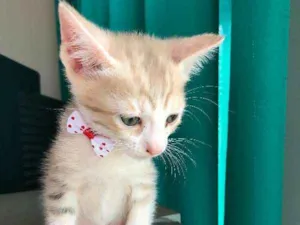 Gato raça comum idade 2 a 6 meses nome docinho