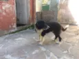 Jonas