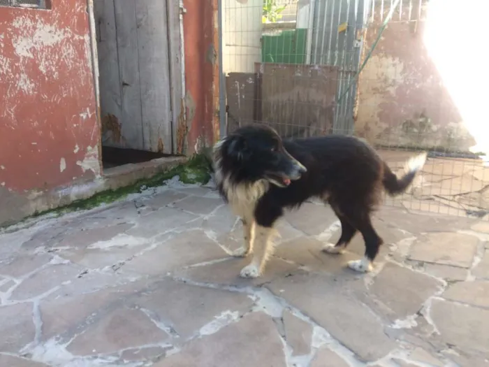 Cachorro ra a border collie idade 6 ou mais anos nome Jonas
