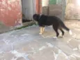 Jonas