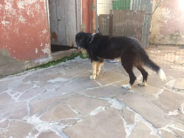 Cachorro ra a border collie idade 6 ou mais anos nome Jonas