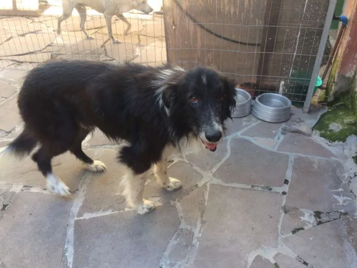 Cachorro ra a border collie idade 6 ou mais anos nome Jonas