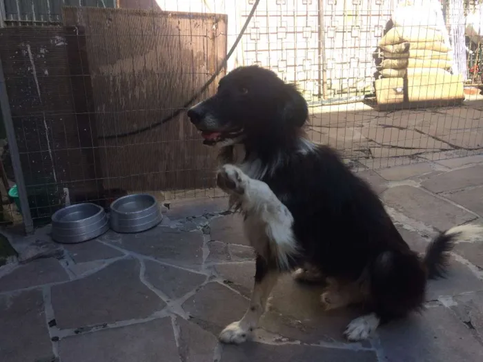 Cachorro ra a border collie idade 6 ou mais anos nome Jonas