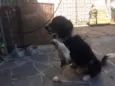 Jonas