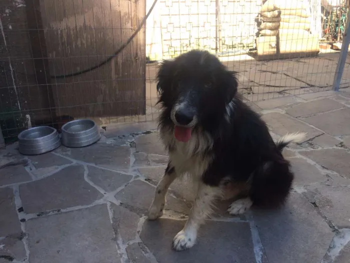 Cachorro ra a border collie idade 6 ou mais anos nome Jonas