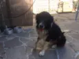 Jonas