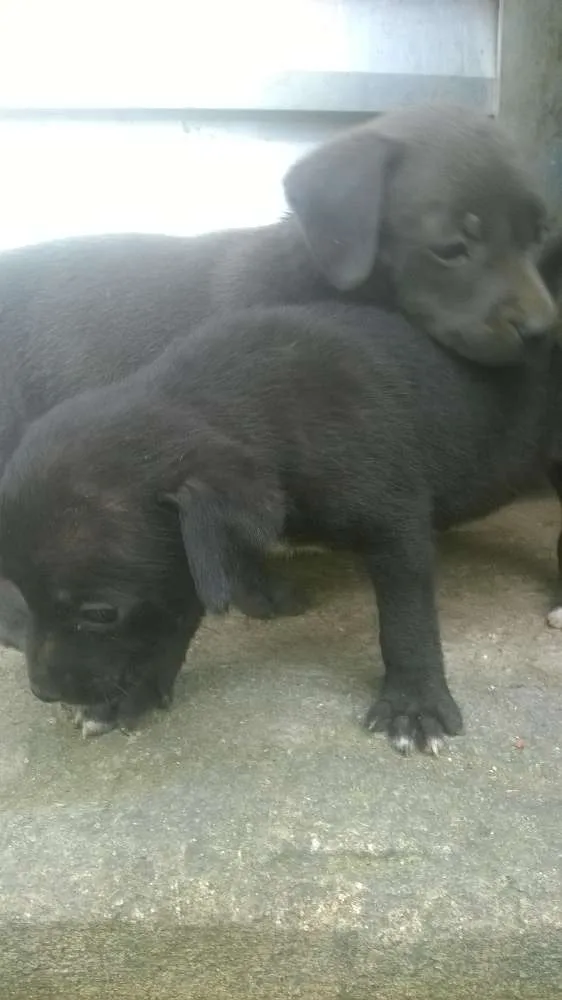 Cachorro raça pitt bull mestiço idade 2 a 6 meses nome filhotes terríveis 