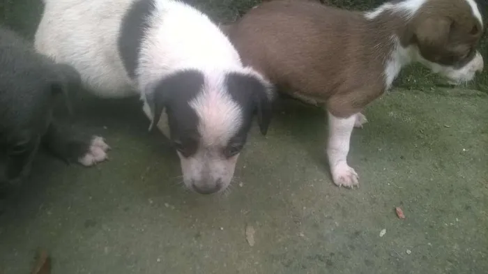 Cachorro raça pitt bull mestiço idade 2 a 6 meses nome filhotes terríveis 