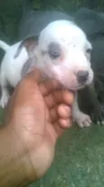 filhotes terríveis 