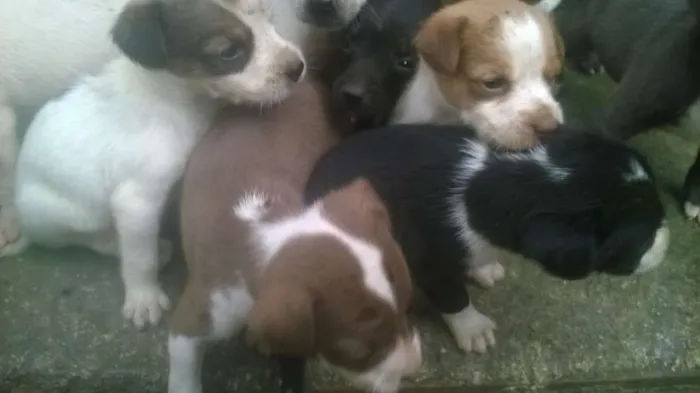 Cachorro raça pitt bull mestiço idade 2 a 6 meses nome filhotes terríveis 
