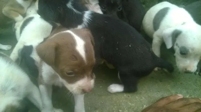 Cachorro raça pitt bull mestiço idade 2 a 6 meses nome filhotes terríveis 