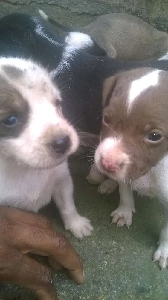 Cachorro raça pitt bull mestiço idade 2 a 6 meses nome filhotes terríveis 