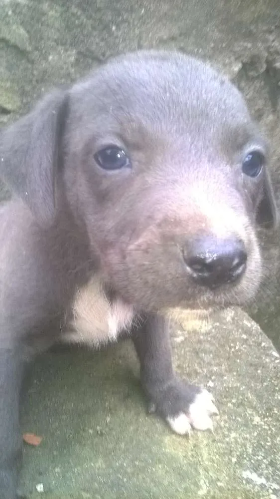 Cachorro raça pitt bull mestiço idade 2 a 6 meses nome filhotes terríveis 