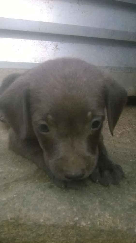 Cachorro raça pitt bull mestiço idade 2 a 6 meses nome filhotes terríveis 