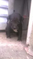 filhotes terríveis 