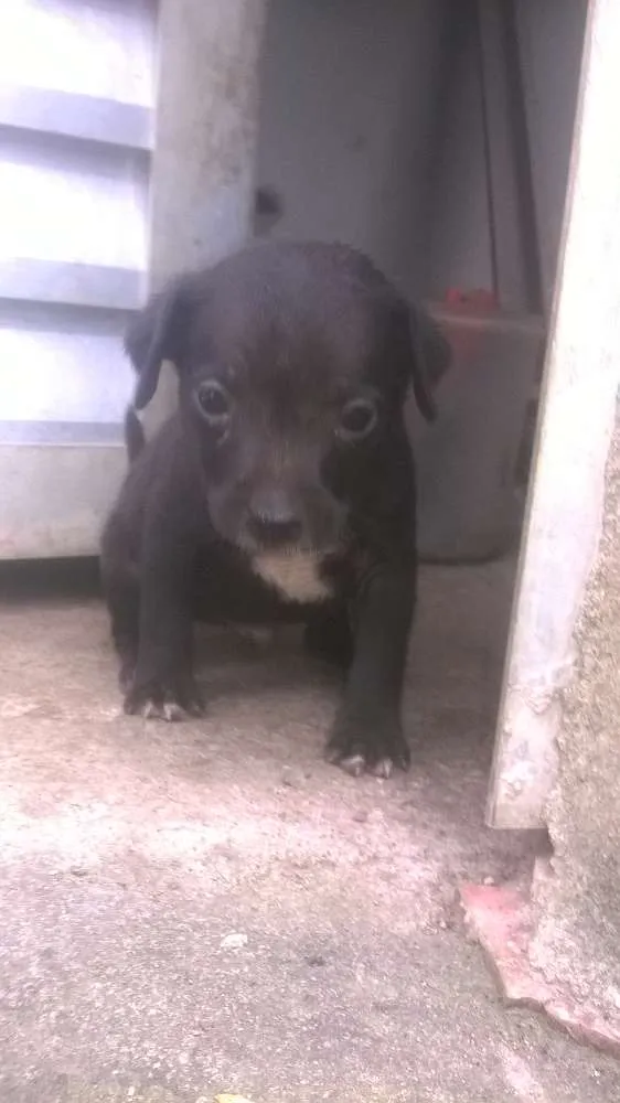 Cachorro raça pitt bull mestiço idade 2 a 6 meses nome filhotes terríveis 