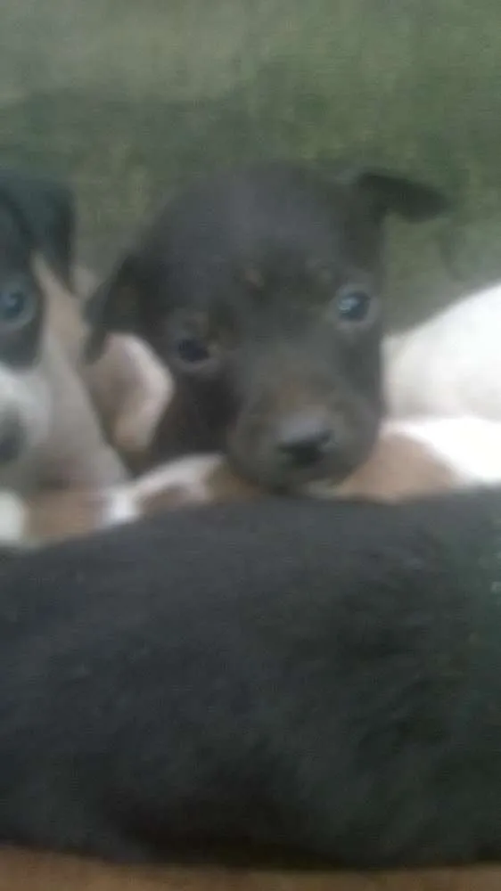 Cachorro raça pitt bull mestiço idade 2 a 6 meses nome filhotes terríveis 