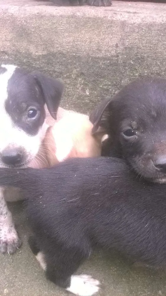 Cachorro raça pitt bull mestiço idade 2 a 6 meses nome filhotes terríveis 