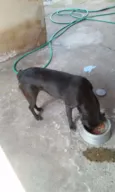 Milli