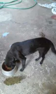 Milli