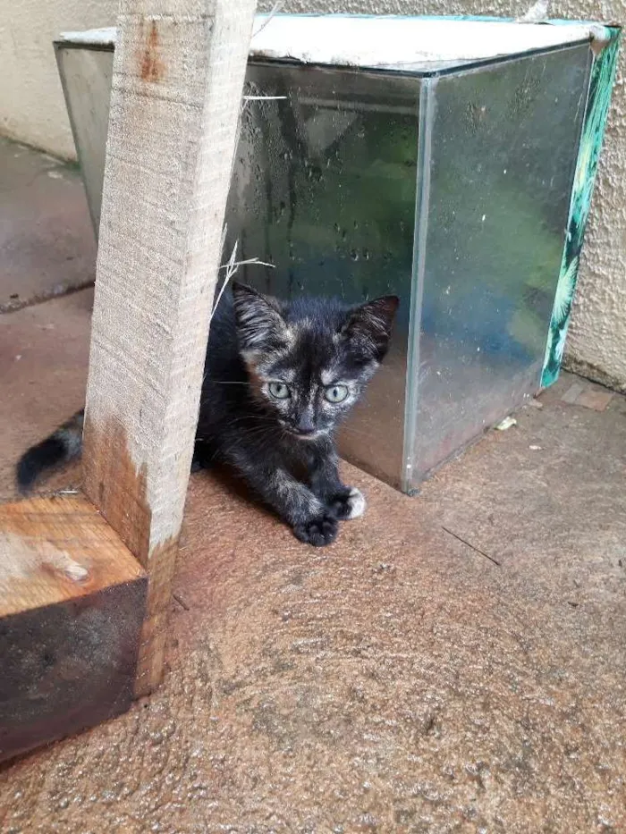 Gato raça Desconhecida idade Abaixo de 2 meses nome Tac