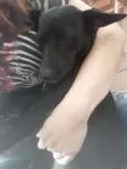 LUA
