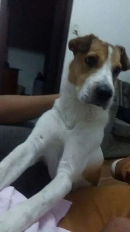 Cachorro raça indefinida idade 7 a 11 meses nome Charlotte