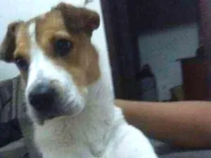 Cachorro raça indefinida idade 7 a 11 meses nome Charlotte