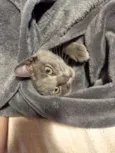 Panqueca
