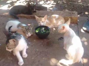 Gato raça Vira lata idade 2 a 6 meses nome 6 gatinhos