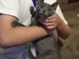 Panqueca