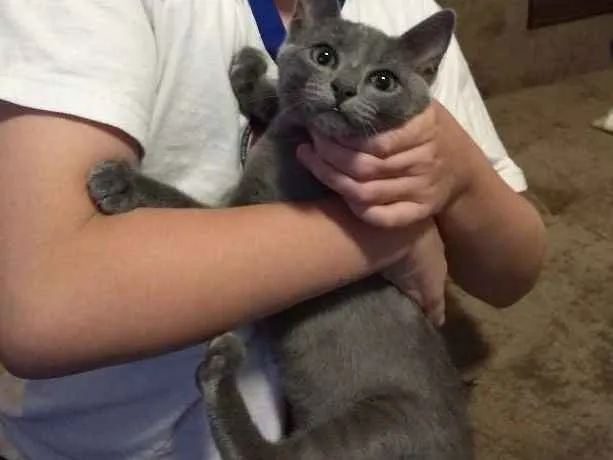 Gato ra a Russian Blue idade 2 a 6 meses nome Panqueca