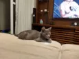 Panqueca