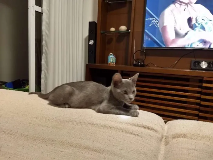 Gato ra a Russian Blue idade 2 a 6 meses nome Panqueca