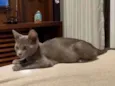Panqueca