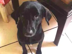 Cachorro raça SRD idade 3 anos nome Fornalha