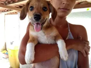 Cachorro raça Vira lata idade 2 a 6 meses nome Princeza
