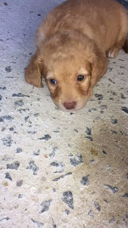 Cachorro ra a SRD idade Abaixo de 2 meses nome Filhotes