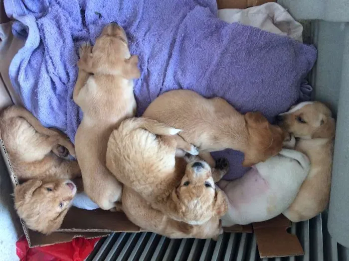 Cachorro ra a SRD idade Abaixo de 2 meses nome Filhotes