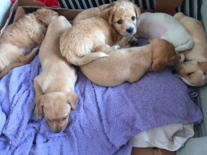 Cachorro ra a SRD idade Abaixo de 2 meses nome Filhotes