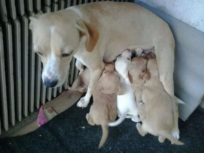 Cachorro ra a SRD idade Abaixo de 2 meses nome Filhotes