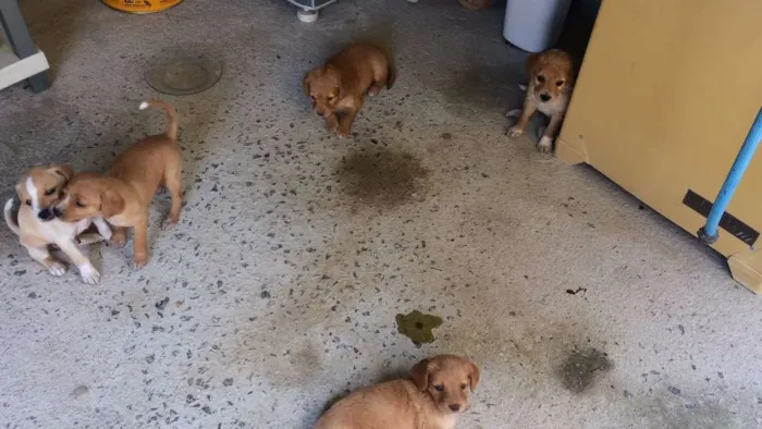 Cachorro ra a SRD idade Abaixo de 2 meses nome Filhotes