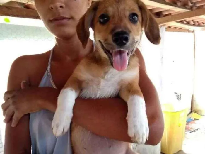 Cachorro raça Vira lata idade 2 a 6 meses nome Princeza
