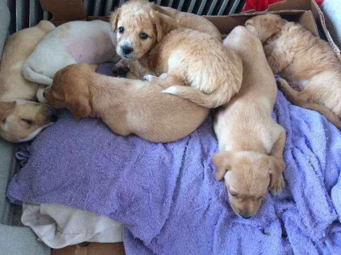 Cachorro ra a SRD idade Abaixo de 2 meses nome Filhotes