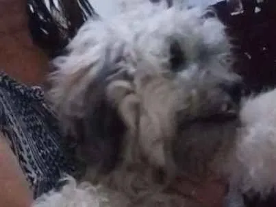 Cachorro ra a Poodle idade 3 anos nome Tobi